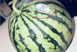 无偿吃瓜网红,揭秘无偿吃瓜网红的趣味人生