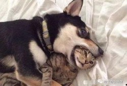 狗子的最新爆料图片视频,最新图片视频揭秘幕后真相